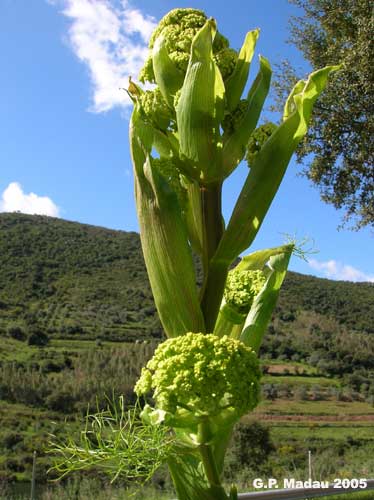 Ferula