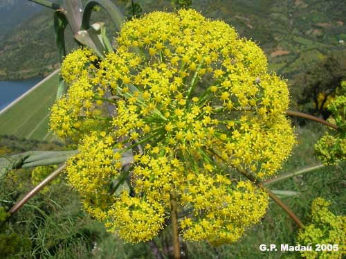 Ferula