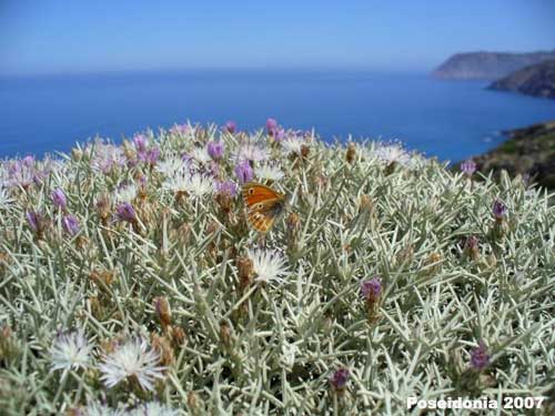 Fiordaliso spinoso