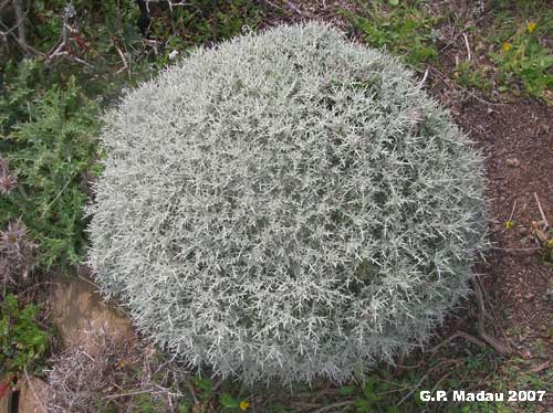 Fiordaliso spinoso