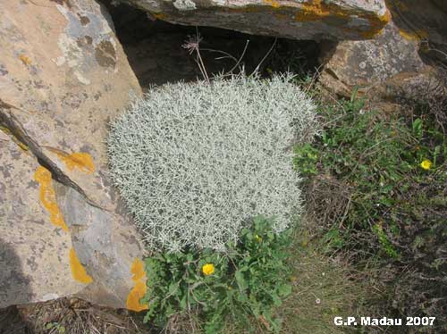 Fiordaliso spinoso