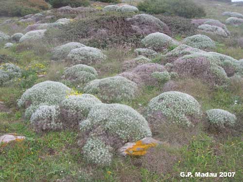 Fiordaliso spinoso