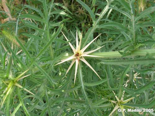 Fiordaliso stellalto