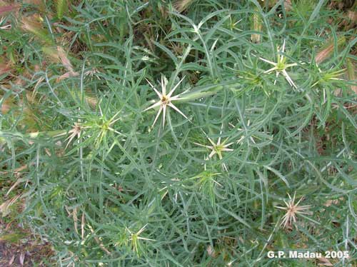 Fiordaliso stellato