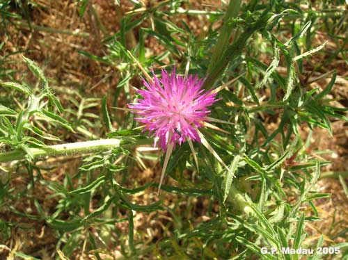 Fiordaliso stellato