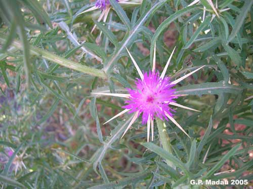 Fiordaliso stellato