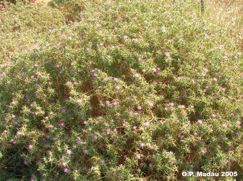 Fiordaliso stellato