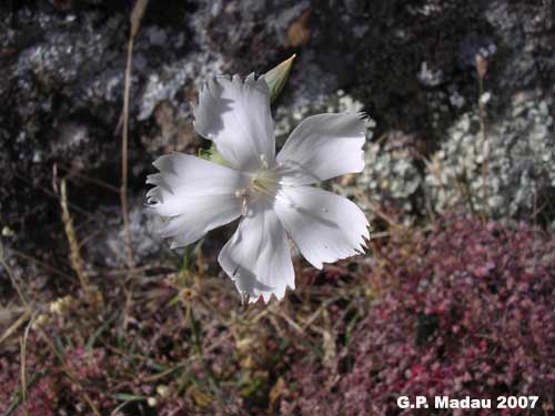 Garofanino selvatico