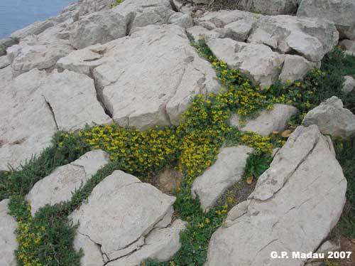 Ginestrino delle scogliere