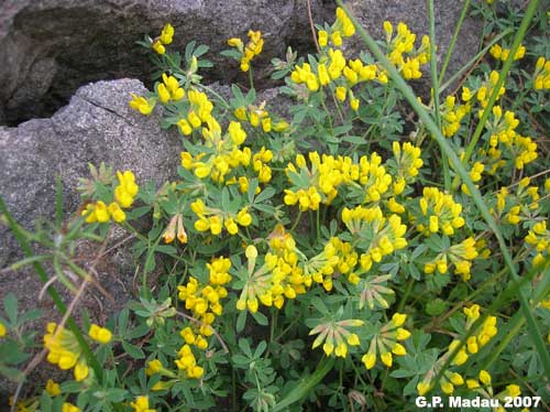 Ginestrino delle scogliere