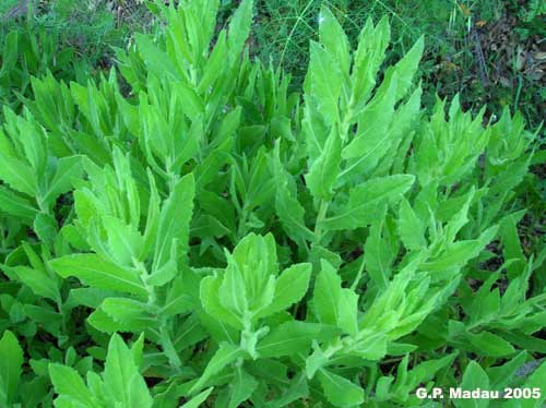 Inula viscosa