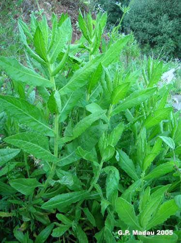 Inula viscosa