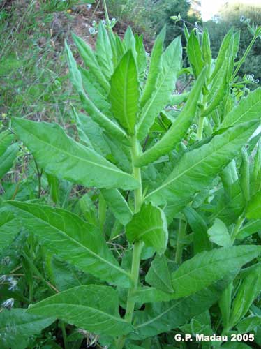 Inula viscosa