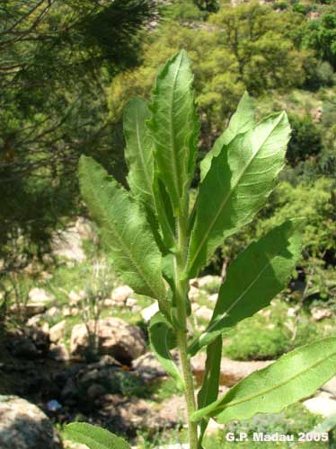 Inula viscosa