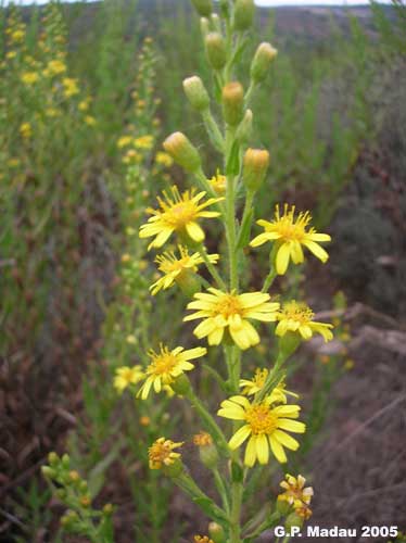 Inula viscosa