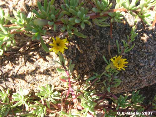 Inula marina