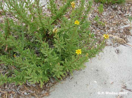 Inula marina