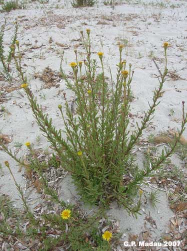 Inula marina