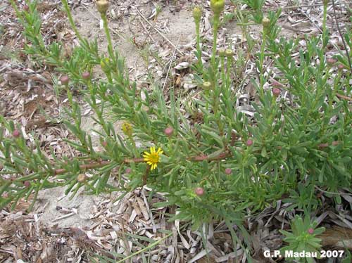 Inula marina