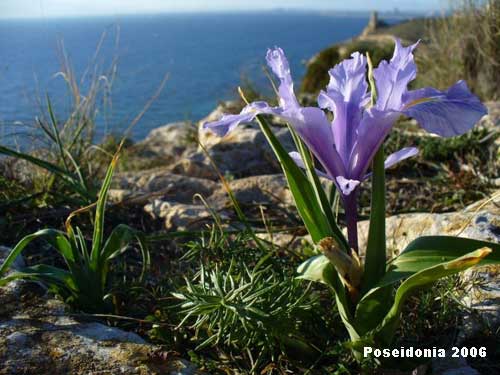 Iris planifolia