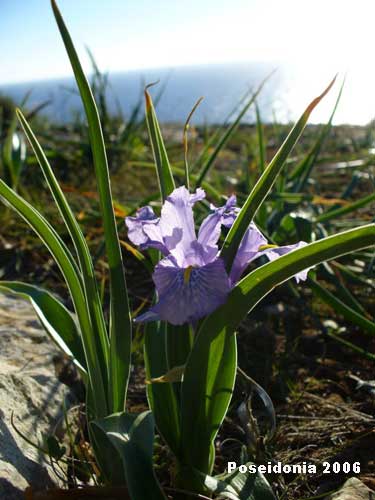 Iris planifolia