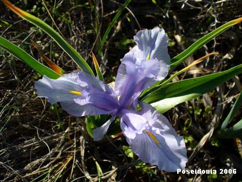 Iris planifolia