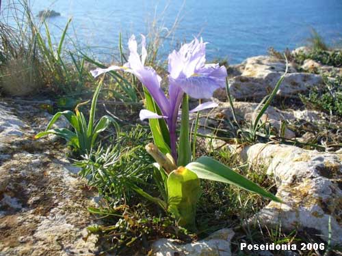 Iris planifolia