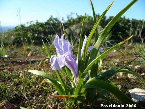 Iris planifolia