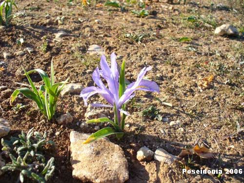 Iris planifolia