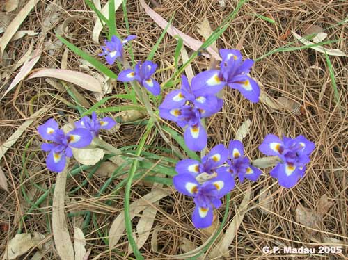 Iris sisyrinchium