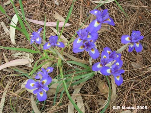 Iris sisyrinchium