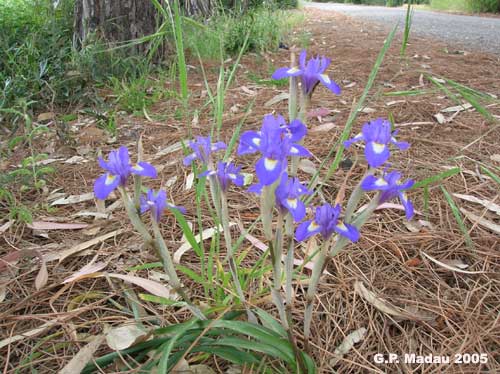 Iris sisyrinchium