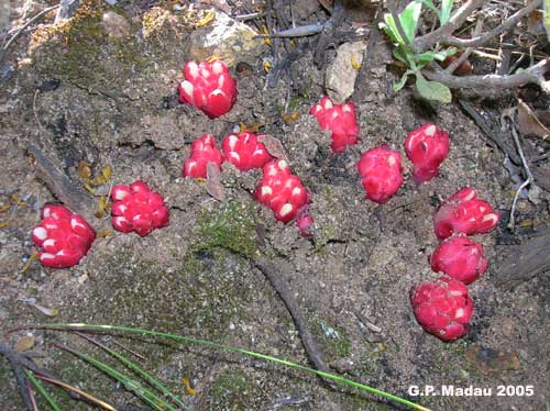 Ipocisto rosso