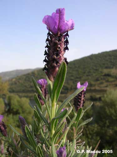 Lavanda