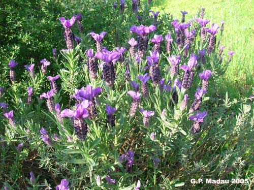 Lavanda