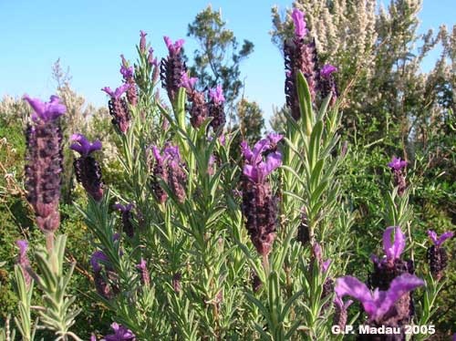 Lavanda