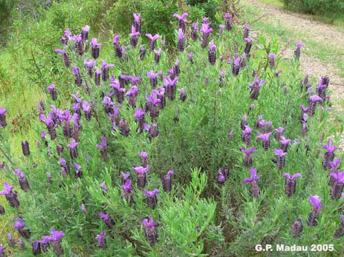 Lavanda