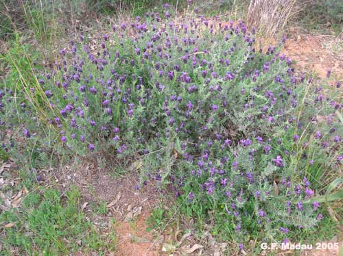 Lavanda