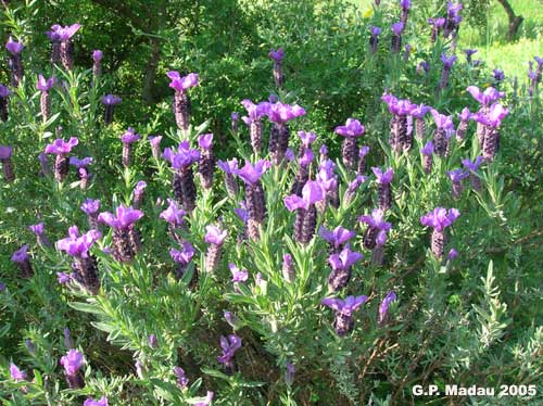 Lavanda