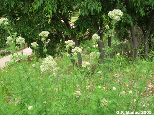 Millefoglio ligure