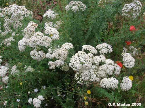 Millefoglio ligure