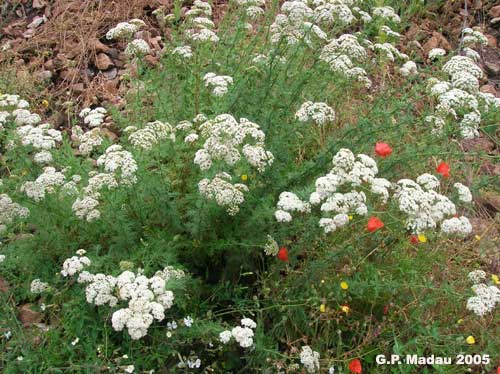 Millefoglio ligure