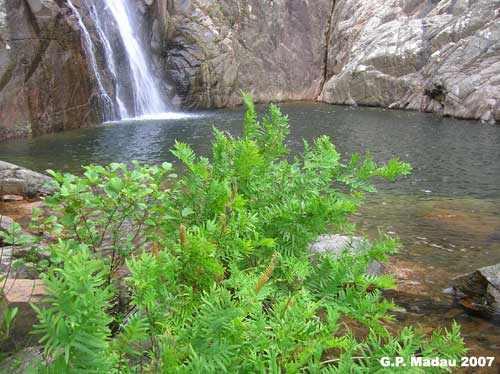 Osmunda regale