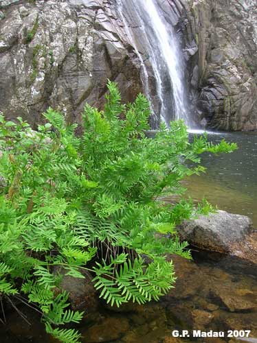 Osmunda regale