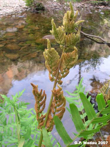 Osmunda regale