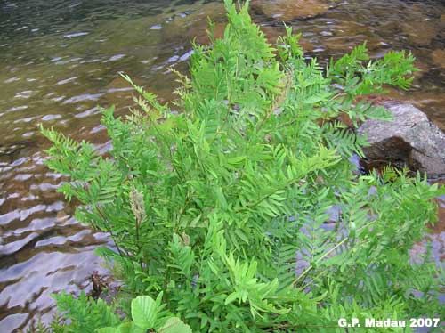 Osmunda regale