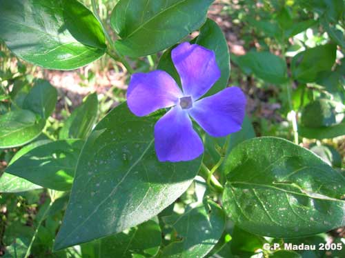 Pervinca