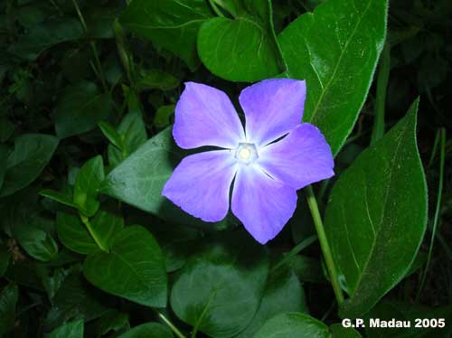 Pervinca