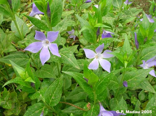 Pervinca