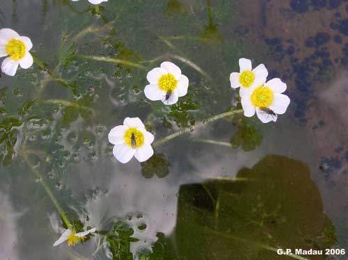 Ranuncolo acquatico